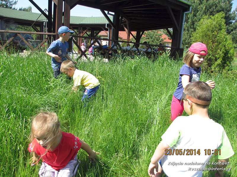 Motylki wiedzą, jak pomagać jeżom