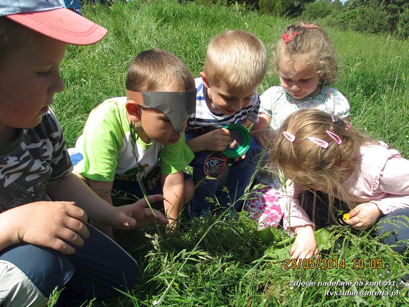 Motylki wiedzą, jak pomagać jeżom