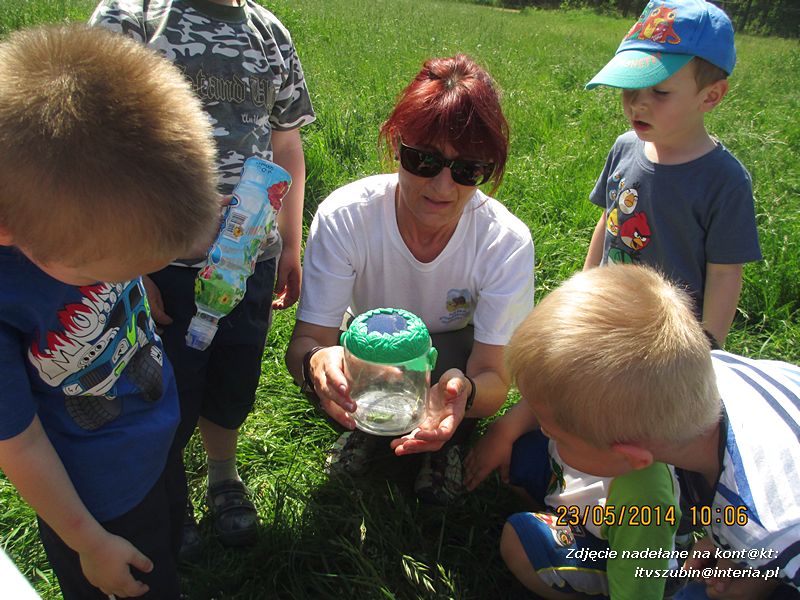 Motylki wiedzą, jak pomagać jeżom
