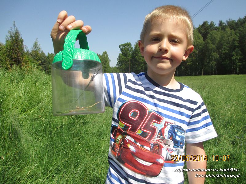 Motylki wiedzą, jak pomagać jeżom