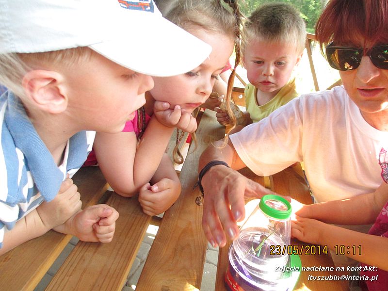 Motylki wiedzą, jak pomagać jeżom
