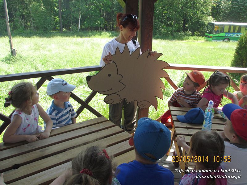 Motylki wiedzą, jak pomagać jeżom