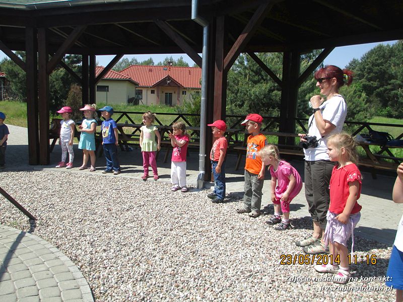 Motylki wiedzą, jak pomagać jeżom
