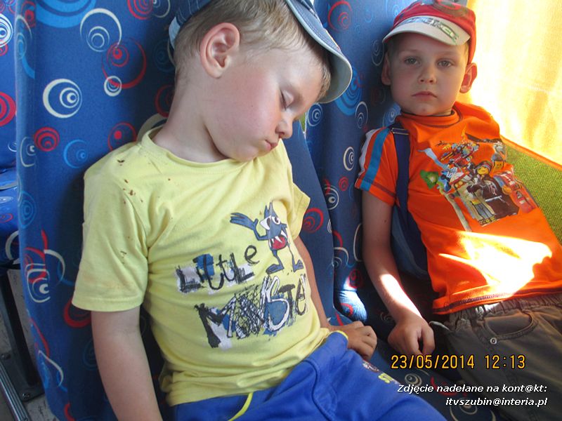 Motylki wiedzą, jak pomagać jeżom