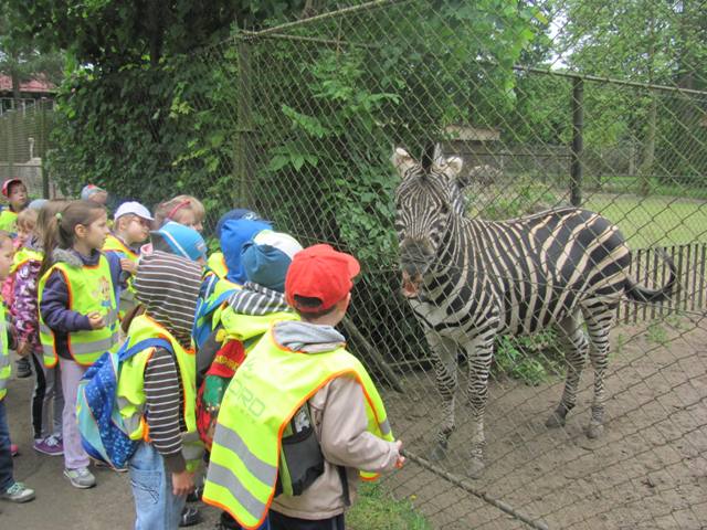Przedszkolaki z SP3 z Szubina w ZOO w Myślęcinku