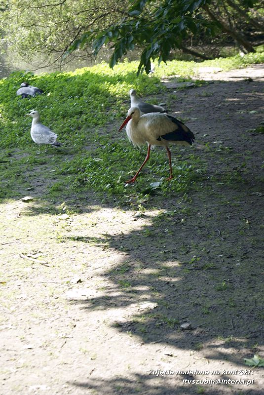 W Myślęcinku fajnie jest