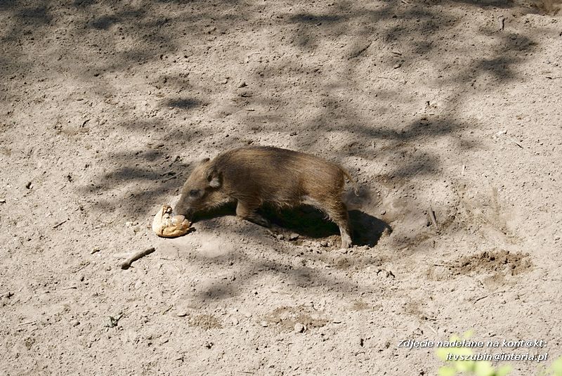W Myślęcinku fajnie jest