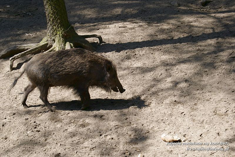 W Myślęcinku fajnie jest