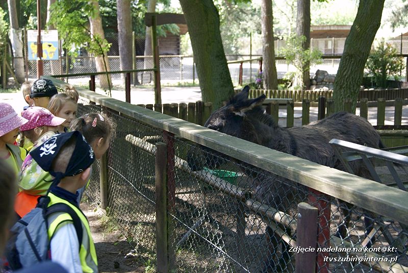 W Myślęcinku fajnie jest