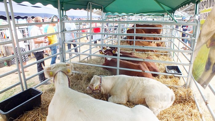 Rozpoczęły się Targi AGROTECH w Minikowie