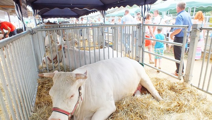 Rozpoczęły się Targi AGROTECH w Minikowie