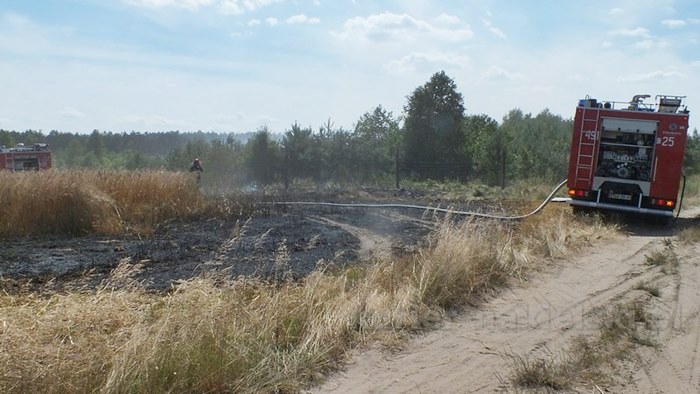 Pożar zboża na pniu i młodnika w Starym Jarużynie