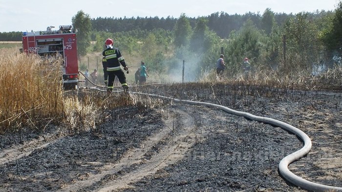 Pożar zboża na pniu i młodnika w Starym Jarużynie