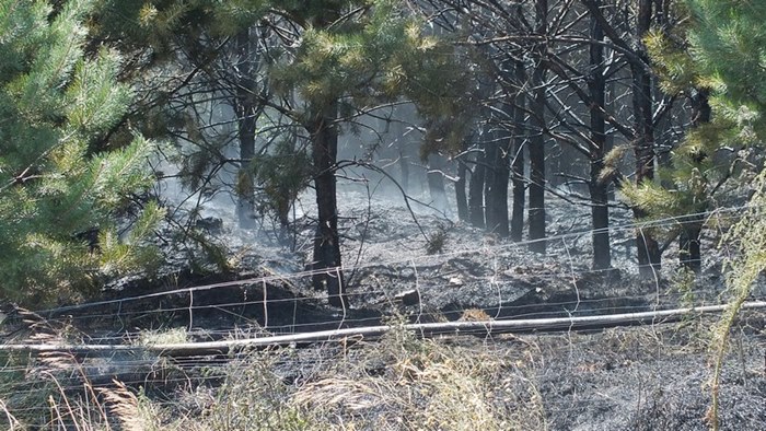 Pożar zboża na pniu i młodnika w Starym Jarużynie