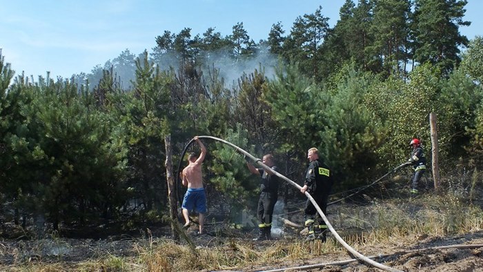 Pożar zboża na pniu i młodnika w Starym Jarużynie