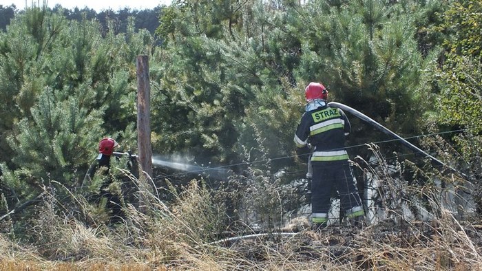 Pożar zboża na pniu i młodnika w Starym Jarużynie