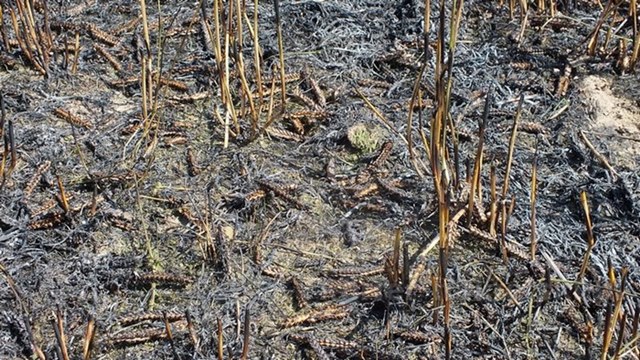 Pożar zboża na pniu i młodnika w Starym Jarużynie