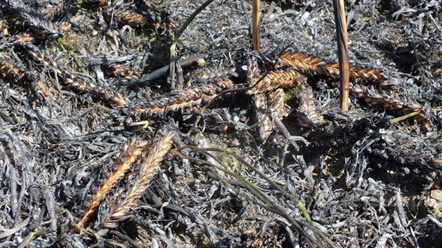 Pożar zboża na pniu i młodnika w Starym Jarużynie
