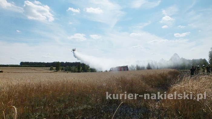 Pożar zboża na pniu i młodnika w Starym Jarużynie
