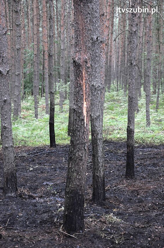 Pracowita niedziela dla strażaków