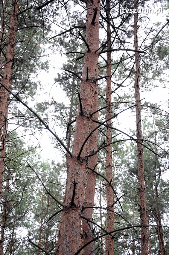 Pracowita niedziela dla strażaków