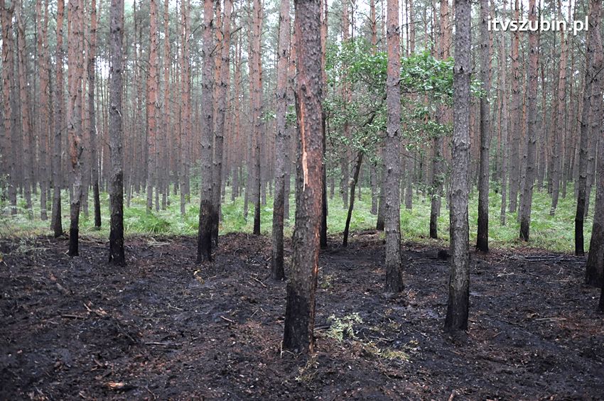 Pracowita niedziela dla strażaków