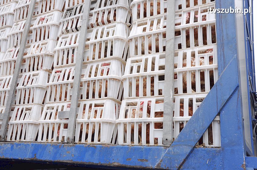 Zdarzenie drogowe w Zamościu