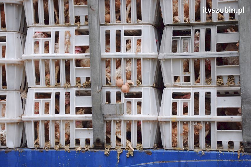 Zdarzenie drogowe w Zamościu