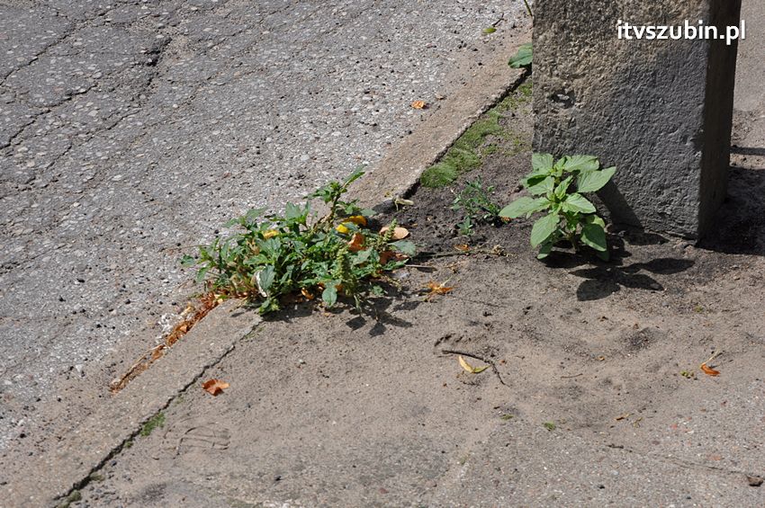 Rok w rok składane były wnioski do budżetu o remont ulic, do 15 października zostanie częściowo wykonany