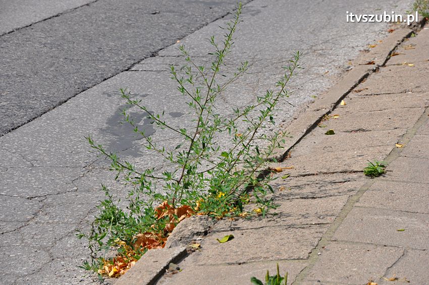 Rok w rok składane były wnioski do budżetu o remont ulic, do 15 października zostanie częściowo wykonany
