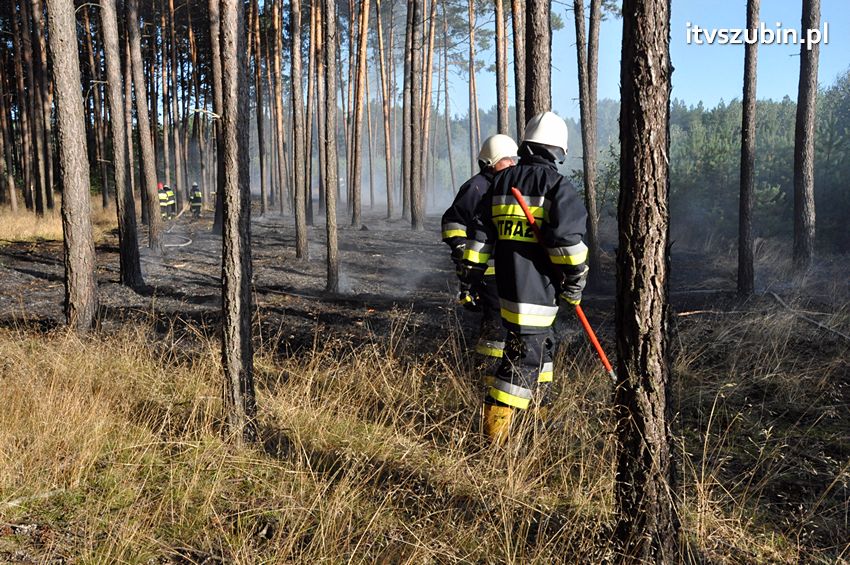 Pożar poszycia leśnego w okolicach Turu [FILM]