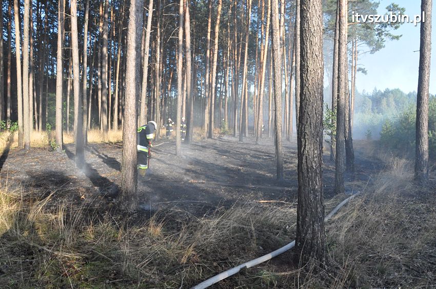 Pożar poszycia leśnego w okolicach Turu [FILM]