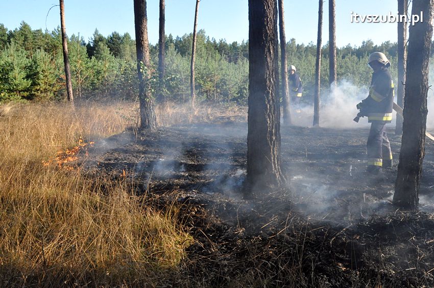 Pożar poszycia leśnego w okolicach Turu [FILM]