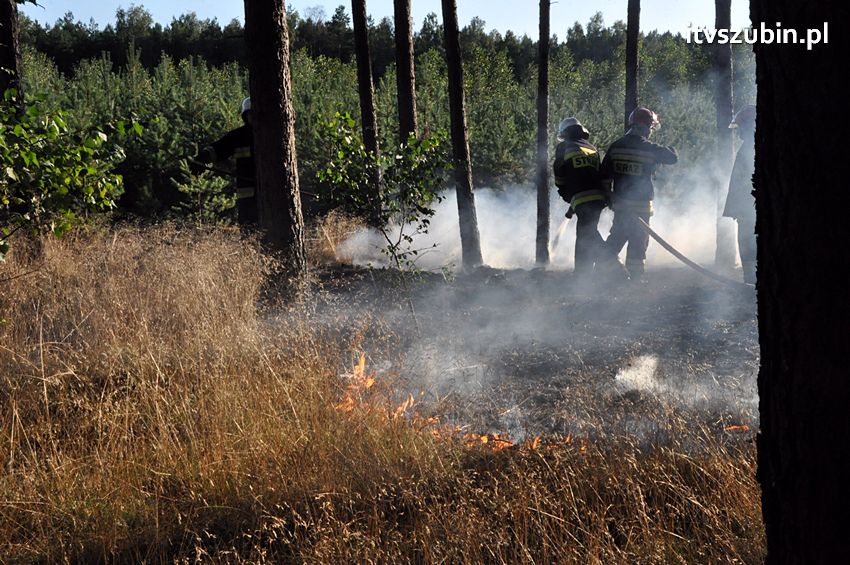 Pożar poszycia leśnego w okolicach Turu [FILM]