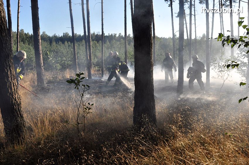 Pożar poszycia leśnego w okolicach Turu [FILM]