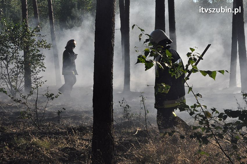 Pożar poszycia leśnego w okolicach Turu [FILM]