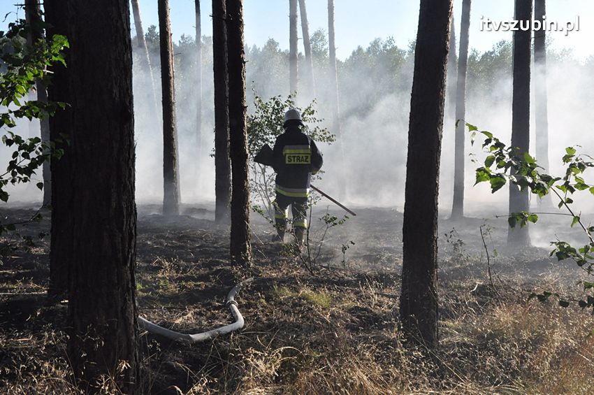 Pożar poszycia leśnego w okolicach Turu [FILM]