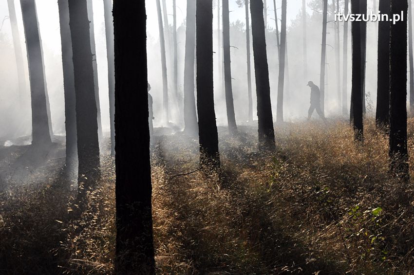 Pożar poszycia leśnego w okolicach Turu [FILM]