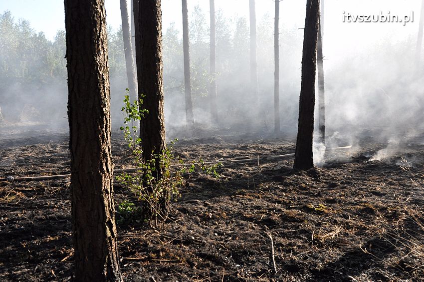 Pożar poszycia leśnego w okolicach Turu [FILM]