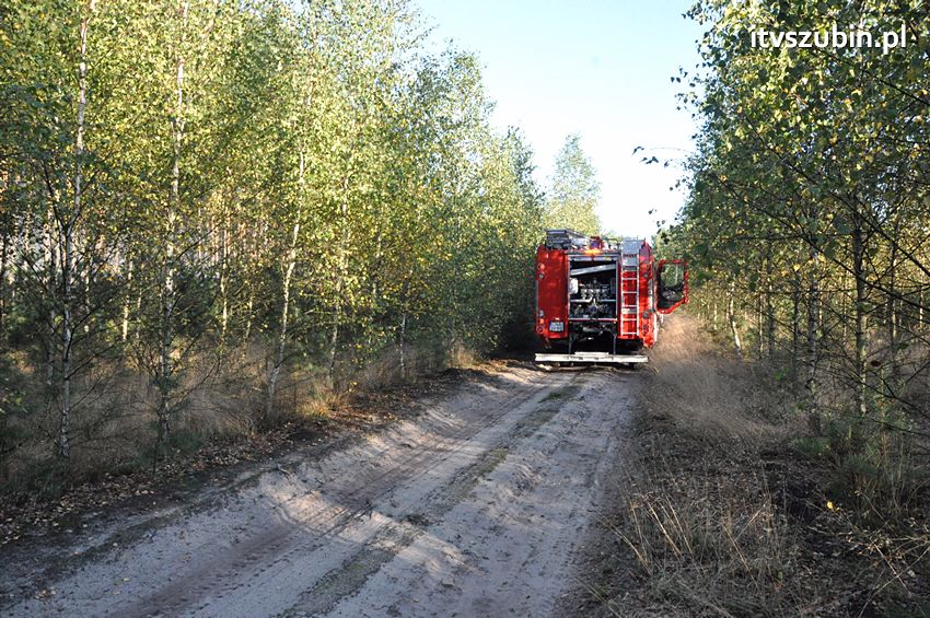 Pożar poszycia leśnego w okolicach Turu [FILM]