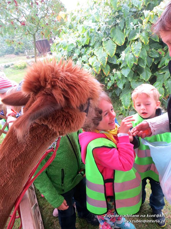 ?Żabki? i ?Zuchy? z szubińskiego Słoneczka na wycieczce w sadzie