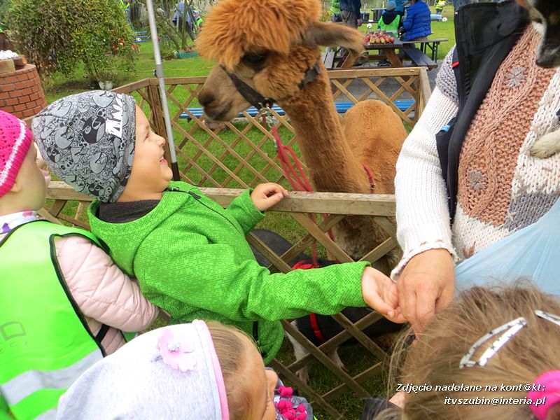 ?Żabki? i ?Zuchy? z szubińskiego Słoneczka na wycieczce w sadzie