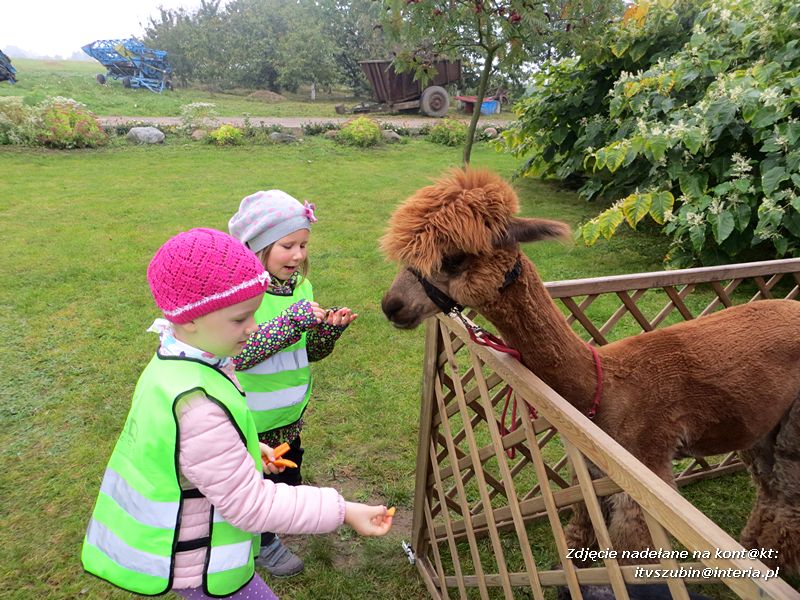 ?Żabki? i ?Zuchy? z szubińskiego Słoneczka na wycieczce w sadzie