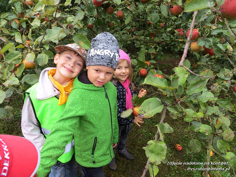 ?Żabki? i ?Zuchy? z szubińskiego Słoneczka na wycieczce w sadzie