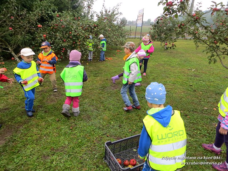 ?Żabki? i ?Zuchy? z szubińskiego Słoneczka na wycieczce w sadzie