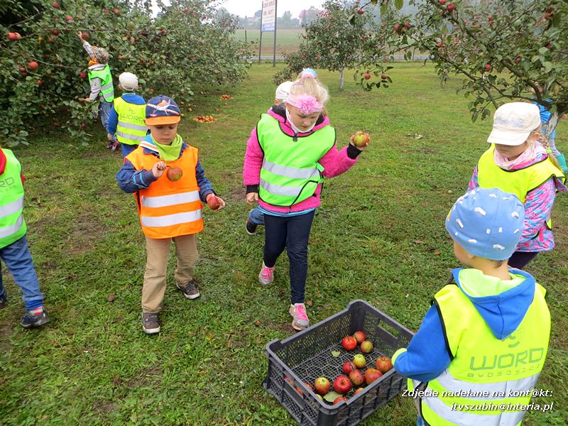 ?Żabki? i ?Zuchy? z szubińskiego Słoneczka na wycieczce w sadzie