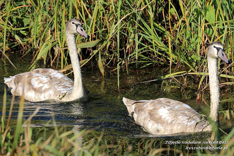 Czy ktoś widział Dziub Dziuba?