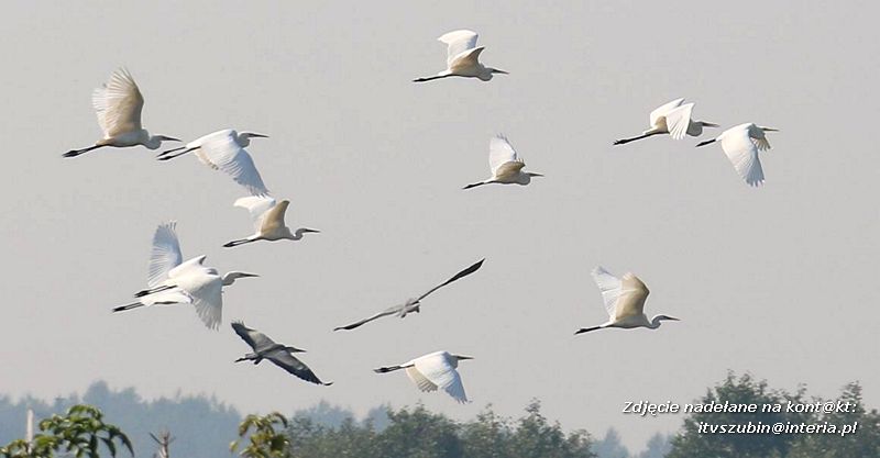 Czy ktoś widział Dziub Dziuba?