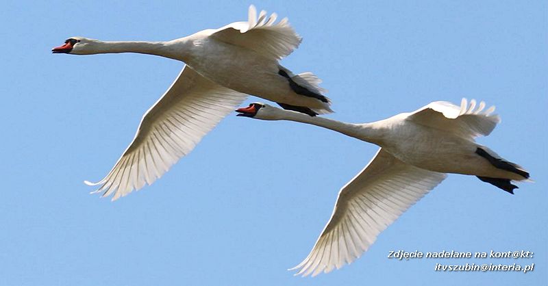 Czy ktoś widział Dziub Dziuba?