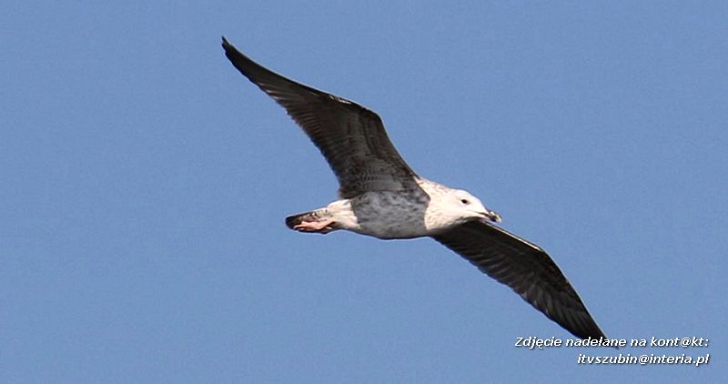 Czy ktoś widział Dziub Dziuba?